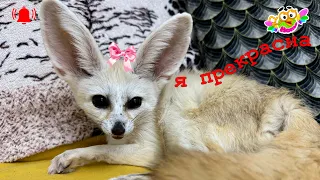 The most beautiful fox in the world is Tiffany. Самая красивая лиса в мире-это Тиффани