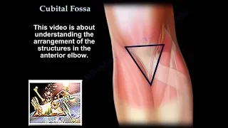 Cubital Fossa  - Everything You Need To Know - Dr. Nabil Ebraheim