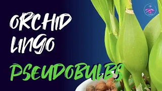 ALL about PSEUDOBULBS? 😅 CARE | PROPAGATION | DIVIDING | Grow healthy pseudobulbs 👍🏼💪🏼 #ninjaorchids