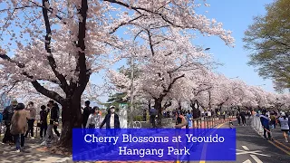 Cherry blossoms at Yeouido Hangang park, South Korea