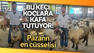 Koçlara Kafa Tutan Keçi 138 Kilo ile Kurban Pazarının En Cüsseli Küçükbaş Hayvanı