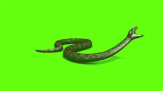 Green screen snake video FULL HD