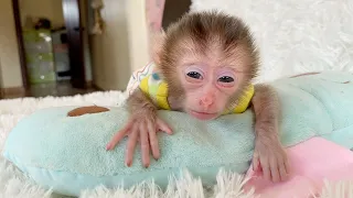 So Cute Baby Monkey DORN Watch To Camera While Very Sleepy