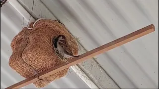 sparrow is gifted with common sense of selection of proper location to lay eggs n brought up babies