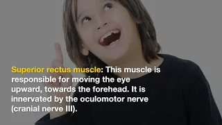 Extraocular Muscles and Their Movements. Superior Orbital Fissure Syndrome (SOFS).