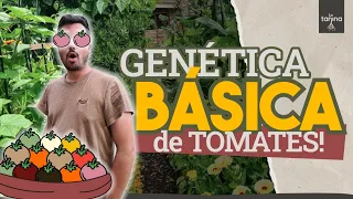 El COLOR de los TOMATES...tienes que probarlo!!