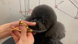 Black Poodle Puppy Haircut | Puppy Grooming | Dog Grooming