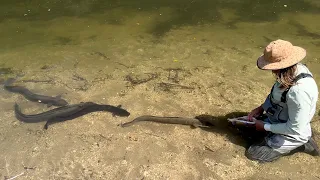 Hand Feeding New Zealand River Monsters “Eels” (backcountry trout fishing)