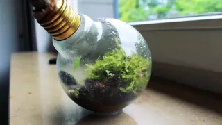 4 WOCHEN SPÄTER ✪ EWIGES GLÜHBIRNEN-TERRARIUM