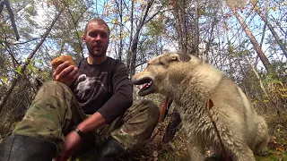 Прогулка с мелкашкой по таежным местам. Пурга загнала соболя.