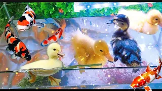 Ducklings' Delight: A Whirlwind of Fish and Toy Fun | Rabbits and chickens together