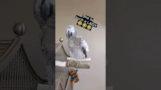 She's a Classy Superstar 🤣 #birds #parrot #animals #pets #funny #youtubeshorts #fyp #fun #lol #cute