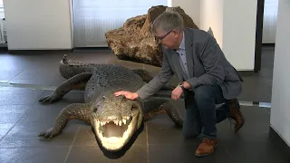 Das Krokodil im Stadtmuseum