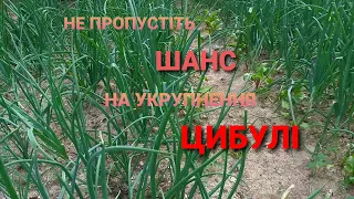 Вирощування цибулі. УКРУПНЕННЯ В ЧЕРВНІ. Мій досвід підкормки цибулі та вирощування