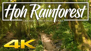 Hoh Rainforest Olympic National Park | Relaxation and Hiking Guide 4K