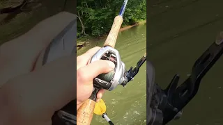 GIANT CREEK MONSTER From a KAYAK!! #musky #topwater #fishing #shorts