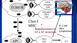 Противоопухолевый иммунитет