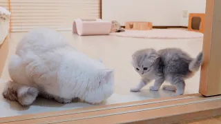 The kitten who challenges her daddy cat but gets defeated by a single punch is so cute...