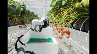 Strawberry Harvesting Robot - Introducing BERRY