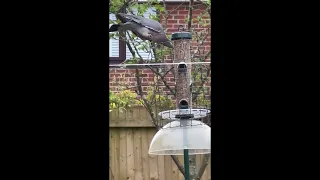 How do you stop wood pigeons from using a bird feeder?