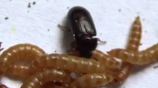 Личинки Жука-Знахаря Ulomoides dermestoides Coleoptera: Tenebrionidae