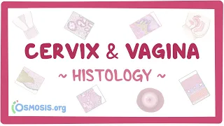 Cervix and vagina: Histology