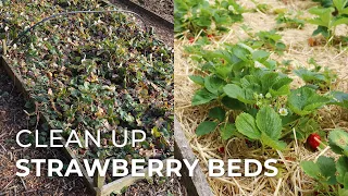 How to Clean up Strawberry Beds