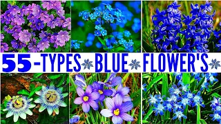 55 Types Of Blue Flowers / Types Of Flowers / Flowers Catagory / Flowers Garden / Colourful Flowers