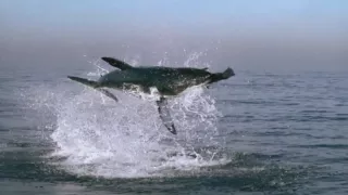 Great White Shark Attack - BBC's Planet Earth ®