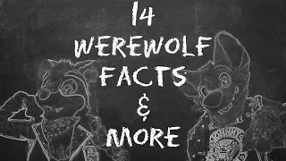 Werewolf 101 w/ClockieRaccoon! 14 Facts About Werewolves & More 🐺