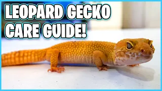 Leopard Gecko Care Guide - How to Care for a Leopard Gecko