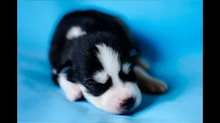 Знакомство с щенками хаски ,3 недели / Husky Puppies