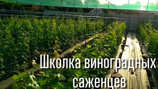 Школка виноградных саженцев. Саженцы на продажу, прием заказов. Grape seedlings for sale