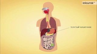 Анатомия и функция кишечника