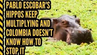 Pablo Escobar's hippos keep multiplying and Colombia doesn't know how to stop it