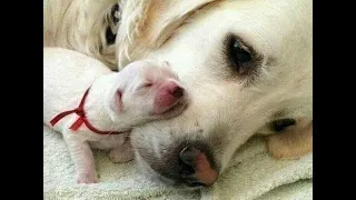 😺 Mommy's happiness! 🐕 Funny video with dogs, cats and kittens! 😸