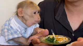 Cute monkey, Max was invited sumptuous meal by dad.