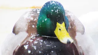 Mallard Ducks QUACKING ANGRY at Winter