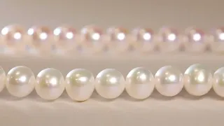 Freshwater vs Akoya Pearls: Understanding the Differences in Under a Minute