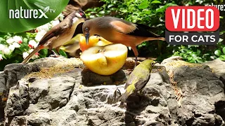 Bird videos for cats 😺 to watch 🦜 Birds go completely NUTS over apples!