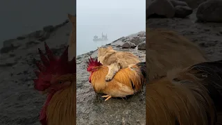 😂Cat takes rooster on outdoor adventure #cute #funny （Click to watch the full version）