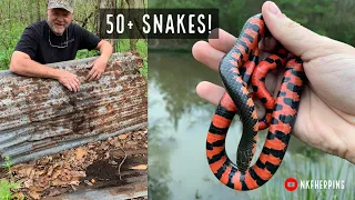 Insane Louisiana Snake Hunting: 50+ Snake Day, Beautiful Mud Snakes and More!