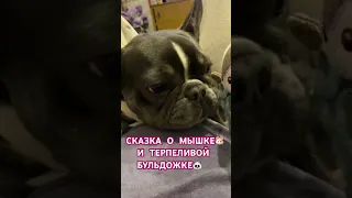 #бульдог #хлоя #приколы  #сказки  #сербскаяледи #собаки