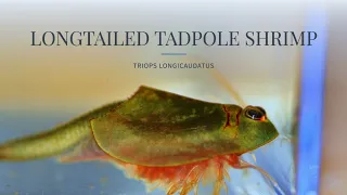 The long tailed tadpole shrimp (Triops longicaudatus)