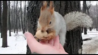 Белка больше не хочет орехов / Squirrel doesn't want nuts anymore