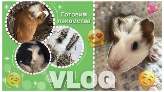 VLOG Мой день с морскими свинками|рецепт лакомства для морских свинок|СВИНКИ с МОРЯ