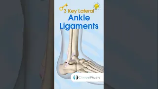 3 Key Lateral Ankle Ligaments #physicaltherapy #physiotheraphy #anatomy #anklesprain