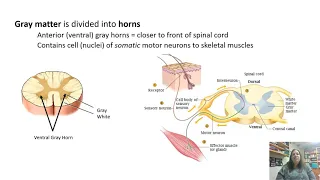 Spinal Cord and Spinal Nerves