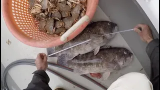 Targeting Trophy Tautog in ROUGH RHODE ISLAND Waters!!