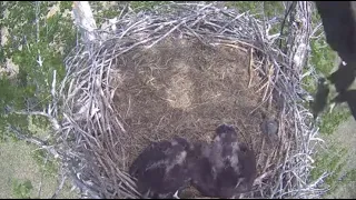 Excel Energy-FSV Eagles-Mom Brings Live Raccoon(Viewer Discretion Advised)Feeds F45 & 46_5.22.22